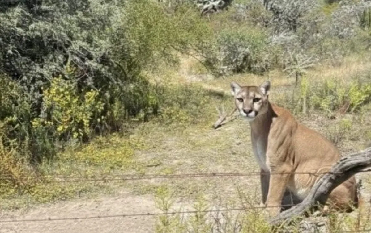 Avistamiento de Puma en San Agustín Tlaxiaca