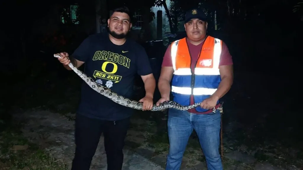 ¡Qué susto! Encuentran y capturan boa en zona habitada de Hidalgo