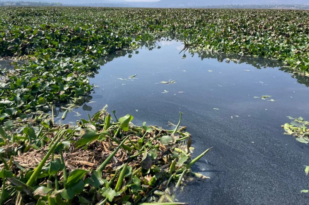 Científica advierte riesgos por fumigaciones en presa Endhó