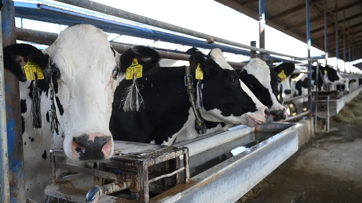 Hidalgo atiende 89 casos de gusano barrenador; no hay muertes ni sacrificios