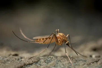 “Ya se salió de control”: plaga de mosco invade las 21 comunidades de Tepetitlán; alcaldesa exige cambio de estrategia