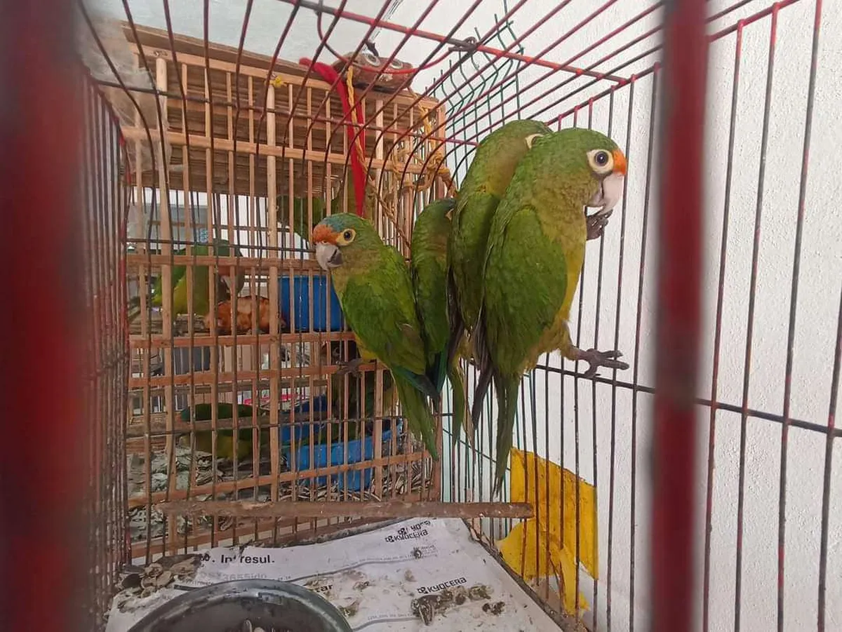 Autoridades de Ixmiquilpan combatirán la venta ilegal de especies