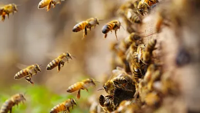 abejas