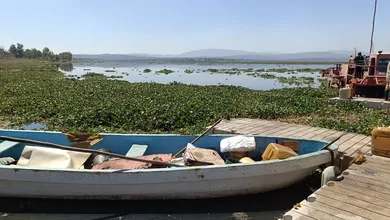 El lirio acuático tiene los días contados. Conagua usará barcos especiales para eliminarlo