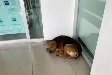 Envenenamiento de perros en Tlaxcoapan