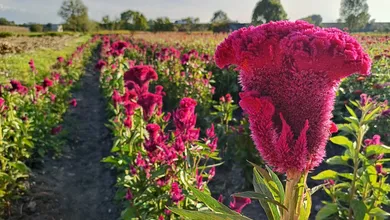 Festival de las Flores en Doxey