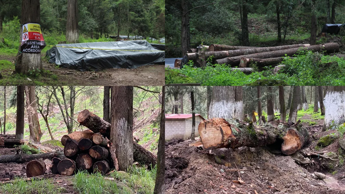 Avanza casi 80% saneamiento contra plaga forestal en El Chico