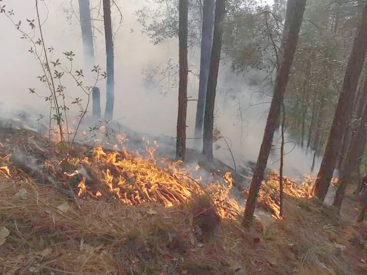 Incendios forestales en Hidalgo: 2023 ya supera a los registrados en pandemia