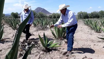 Productores inconformes con veda magueyera