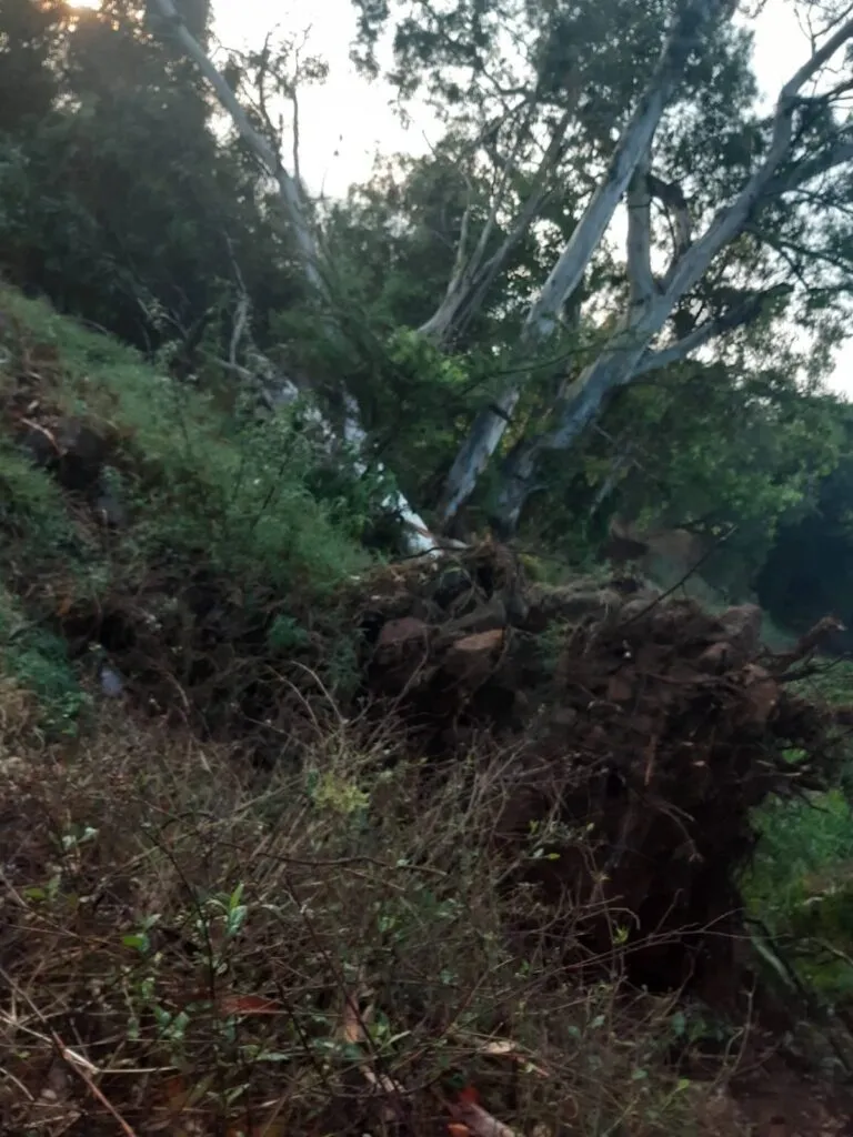 Fuertes vientos y lluvia provocan caída de árboles en Chapantongo