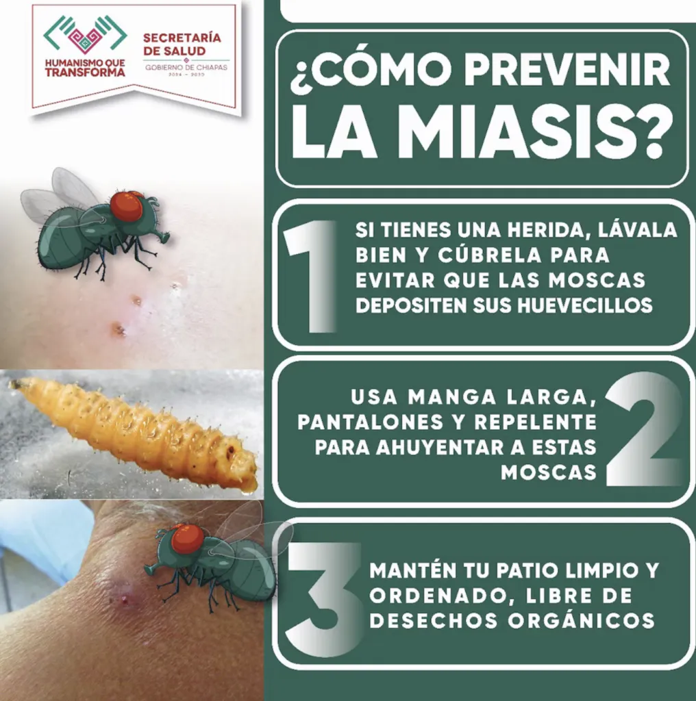 Gusano barrenador: síntomas en humanos y cómo detectarlo