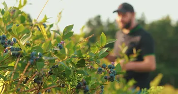 Cultivo de berries mexicanas bajo tecnología agrícola de precisión.