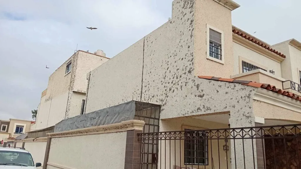 ¿Apocalipsis? Moscas invaden casas y negocios en Tizayuca… ¿Qué está pasando?