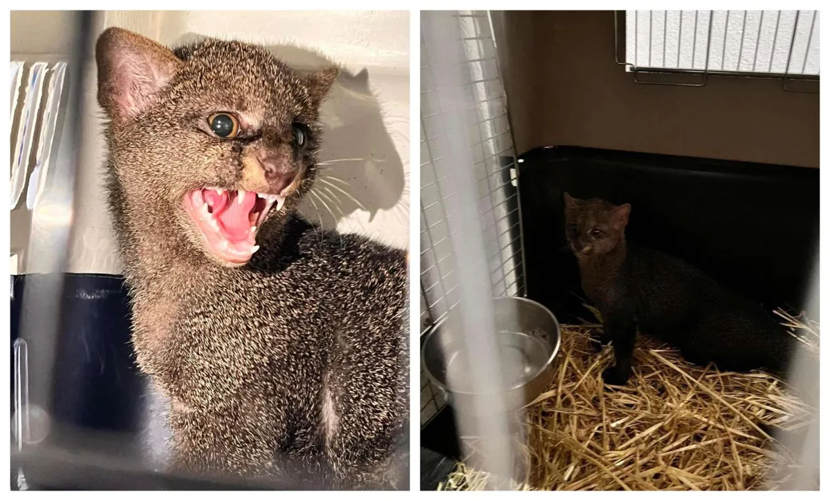 Reciben en Pachuca a yaguarundí de Puebla; trabajarán en su recuperación