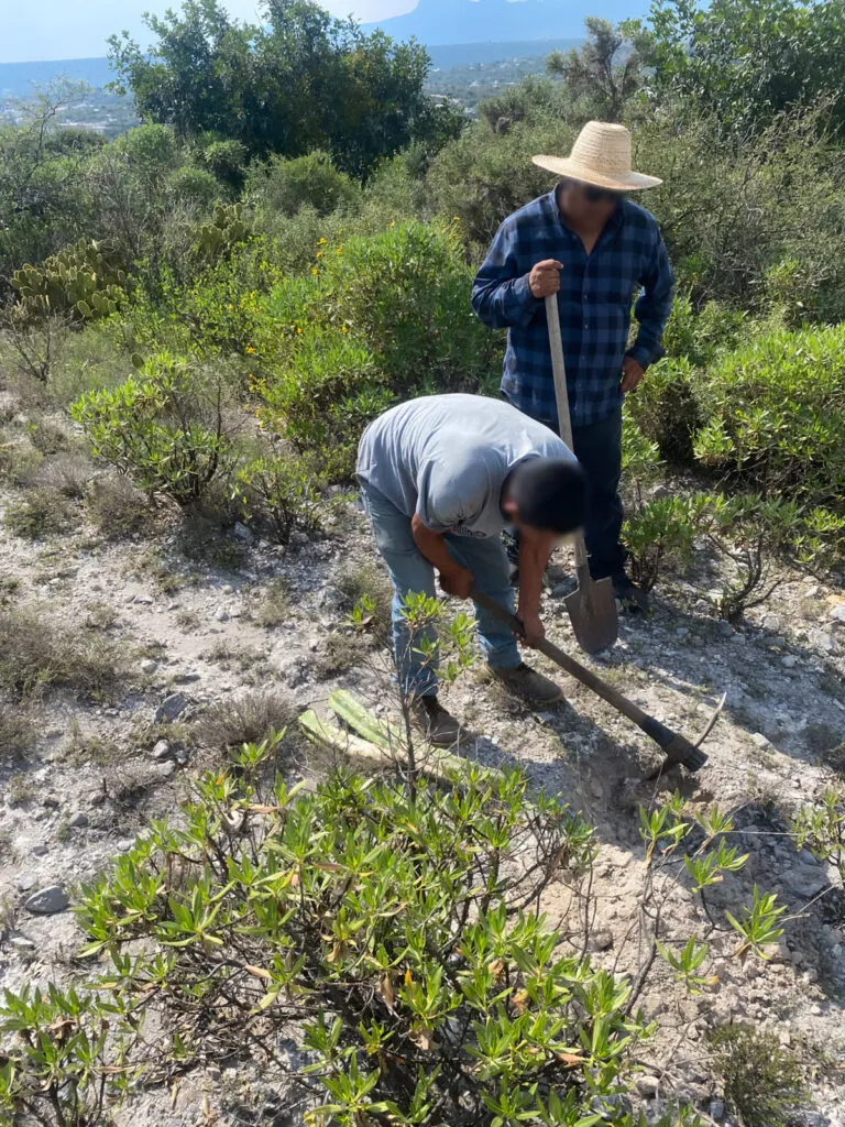 Infractores replantan 165 cactáceas que habían extraído ilegalmente en Cardonal