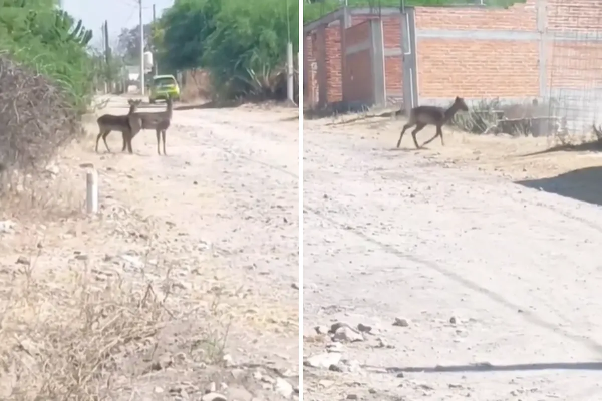 VIDEO. Sorprende avistamiento de venados en Santiago de Anaya