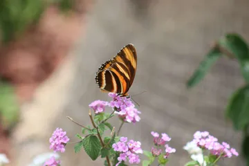 ¿Qué podemos hacer para ayudar a las mariposas durante su emigración? Te decimos