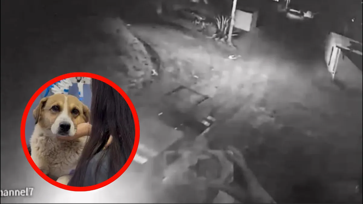 Perro herido tras presunto ataque de la Guardia Nacional en San Agustín Tlaxiaca