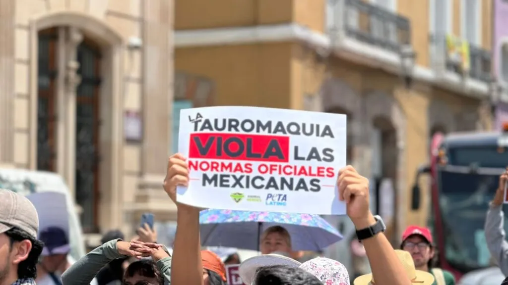Protestan en Pachuca contra consulta taurina