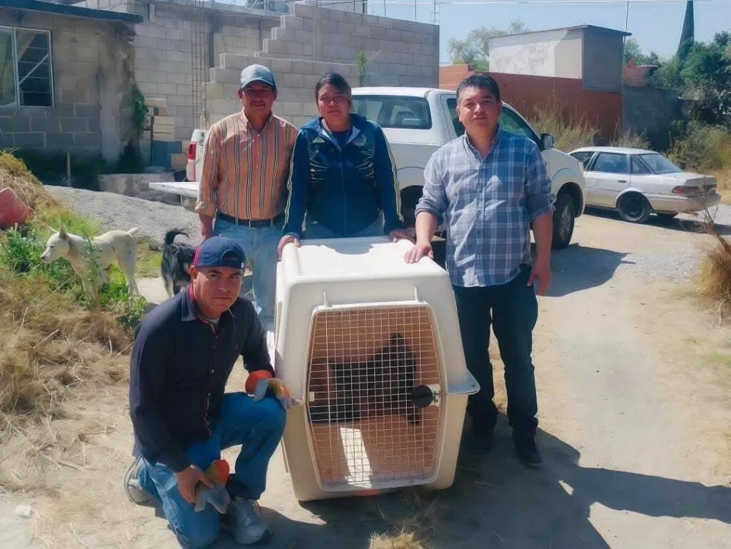 Rescatan a coyote atrapado dentro de una vivienda en Tula