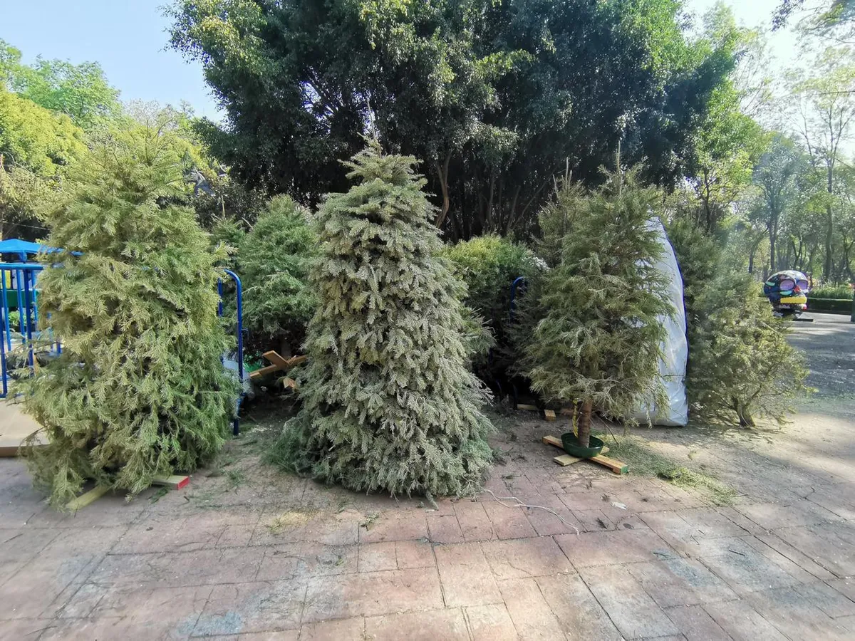 Centros de acopio de árboles de Navidad en Pachuca: ¿dónde su ubican?