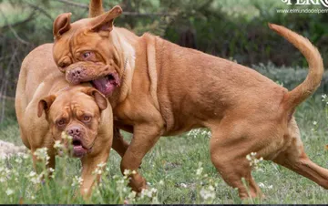Pelea de perros / Foto https://www.elmundodelperro.net/