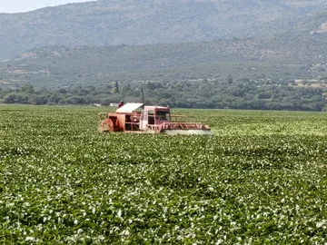Semarnath continúa con la trituración de lirio acuático en la presa Endhó, suma 670 hectáreas
