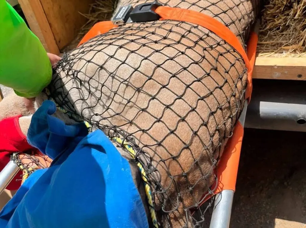 Rescatan a un puma en malas condiciones en un centro turístico de Actopan