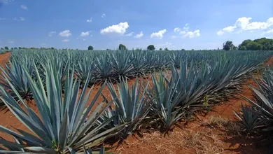MAGUEY