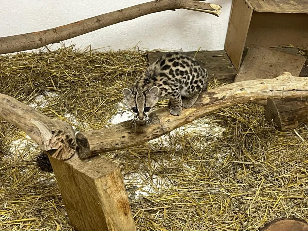 ¡Buenas noticias! El tigrillo rescatado en Hidalgo se prepara para regresar a su hábitat
