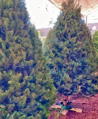Calles y comercios se llenan de colores