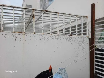 El problema crece en Los Héroes: familias denuncian una fuerte infestación de moscas y señalan posibles residuos como origen del brote.