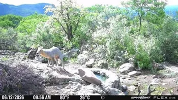 Monitoreo en Tepetitlán revela la presencia de pumas, coyotes y guajolotes silvestres