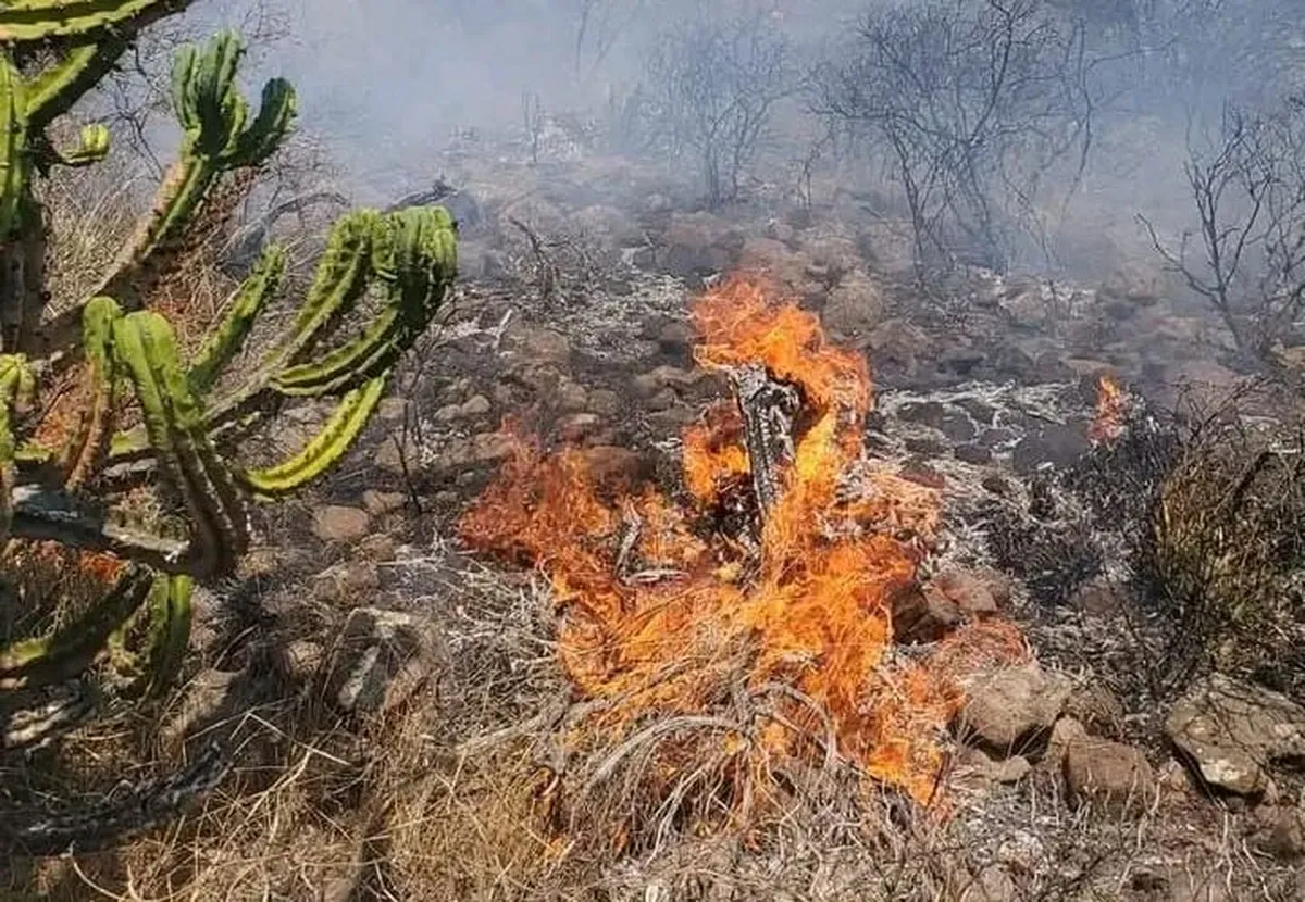 Reportan incendio forestal en Alfajayucan, temen que se extienda