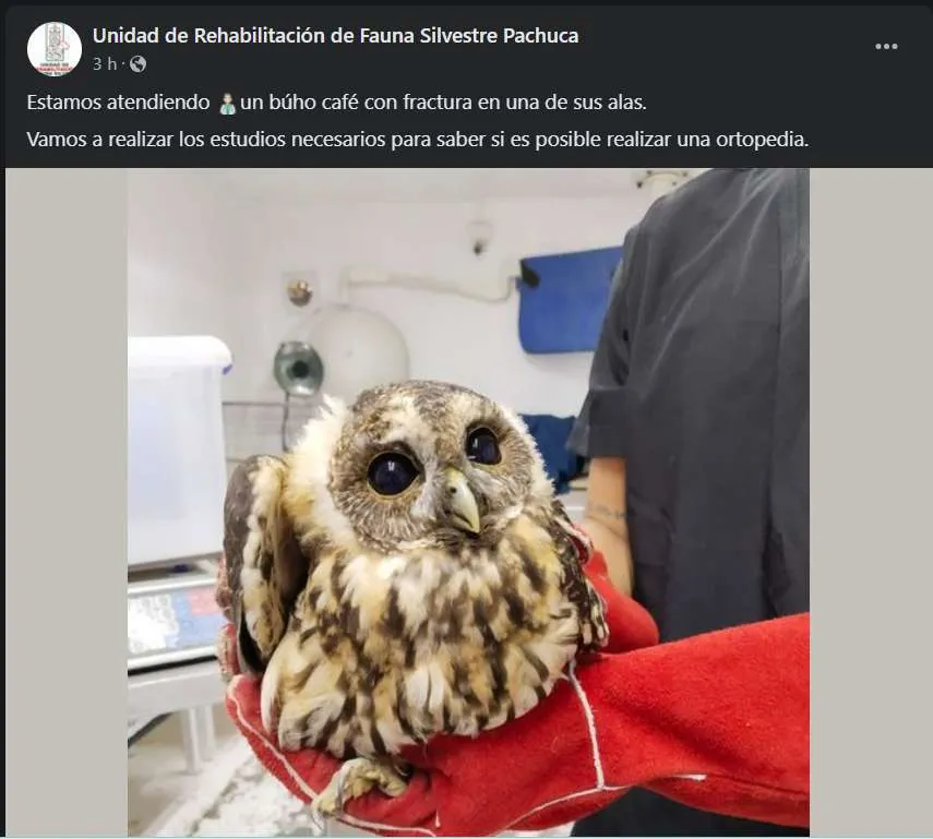 Rescatan a búho café con fractura en un ala