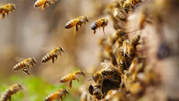 abejas