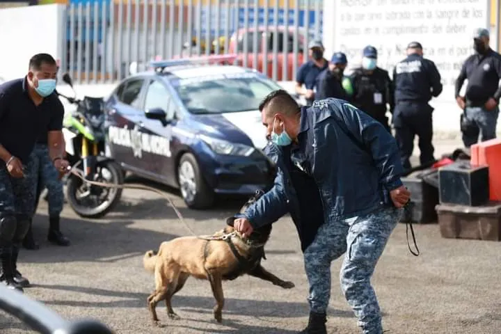 Crean unidad canina en Mineral de la Reforma