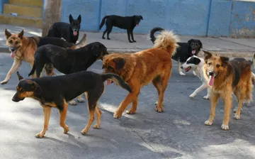 Vecinos de Ciudad Sahagún rechazan la prohibición de alimentar a perros callejeros y exigen soluciones de fondo.