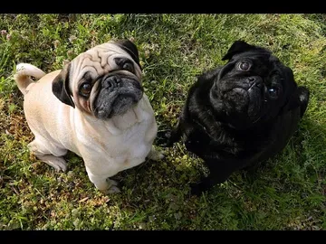 Embargan perritos por deuda de préstamo en Mineral de la Reforma
