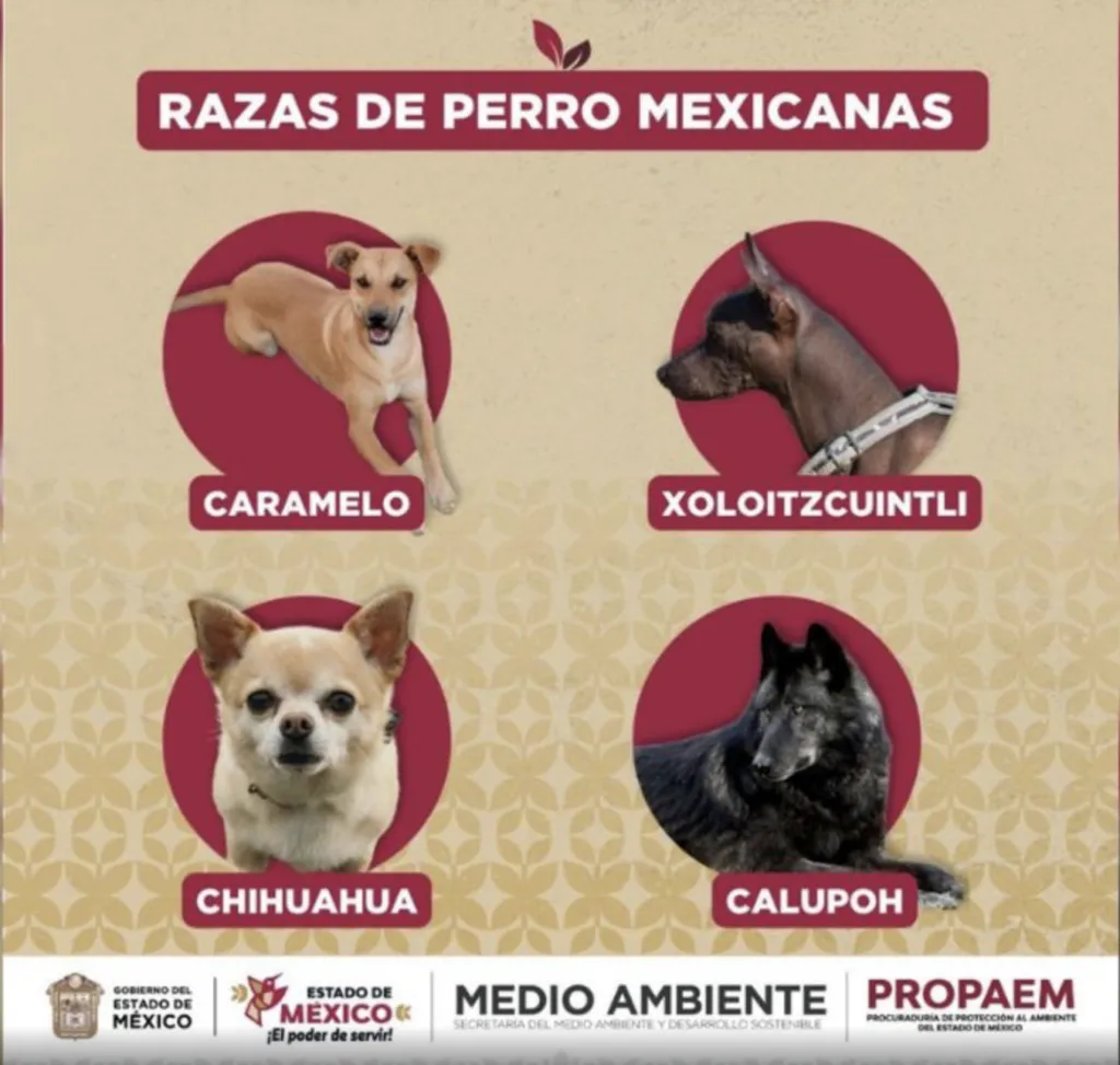 ‘Perro caramelo’: así nació la nueva “raza mexicana” que está conquistando redes