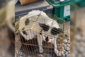 Exhiben maltrato animal en tianguis de Ixmiquilpan