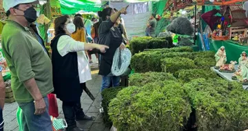 UNAM llama a no usar musgo en nacimientos por su daño ambiental
