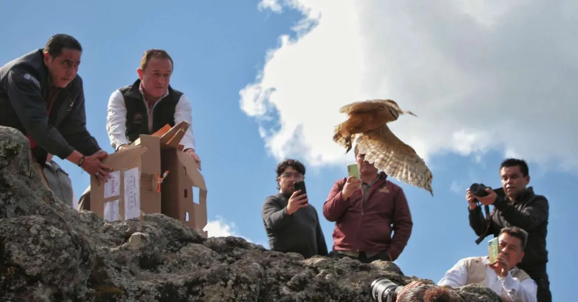 Pachuca: liberan cacomixtles, tlacuaches y una lechuza en Parque Nacional del Chico