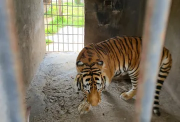 Incautan tigre en finca de Pachuca