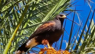 Águila Harris sobre palmera de Avenida Revolución