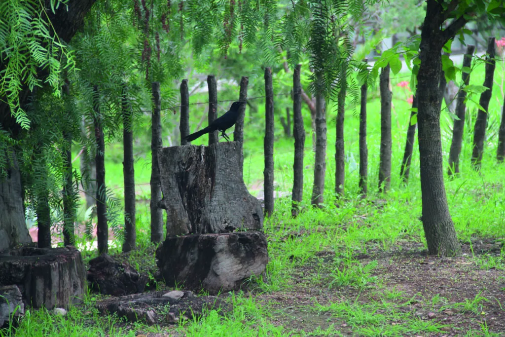Parque Ecológico de Cubitos, el pulmón verde de la ciudad