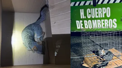 Zorro gris rescatado