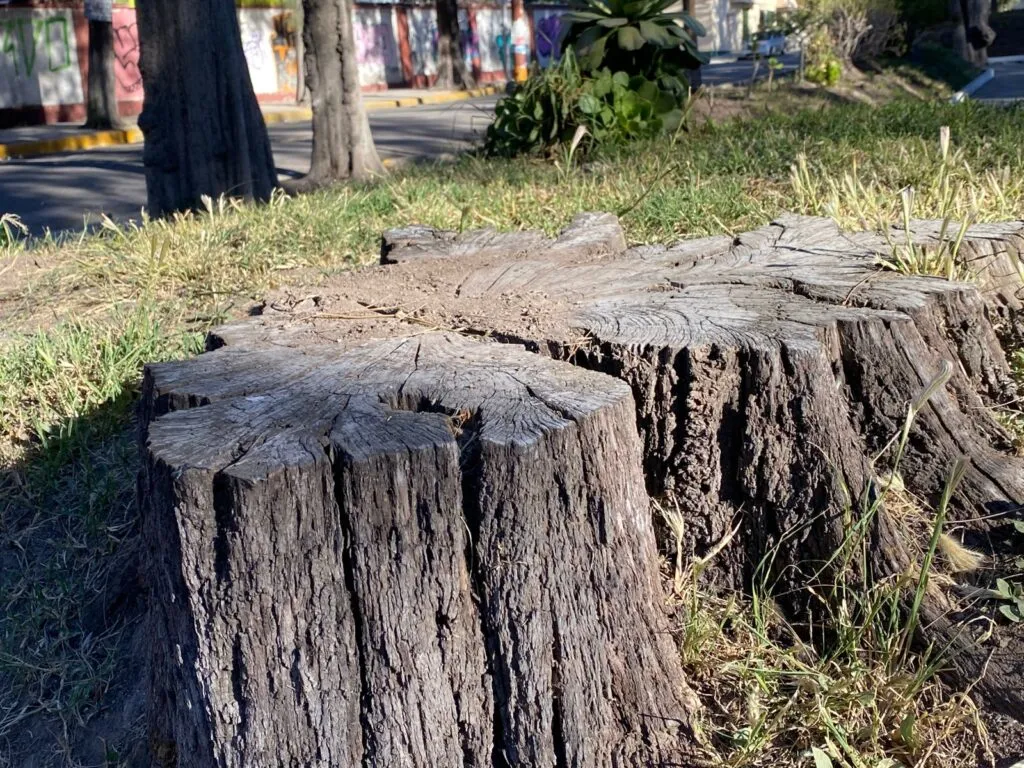 Plaga obliga al retiro de árboles en el Parque Pasteur