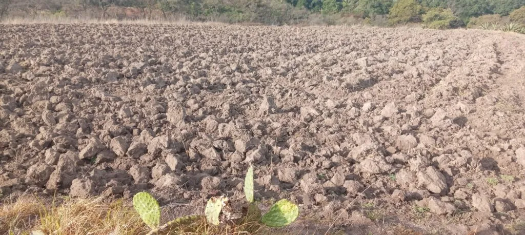 Lluvias cambiaron todo en Tulancingo y el campo ya se mueve contra reloj