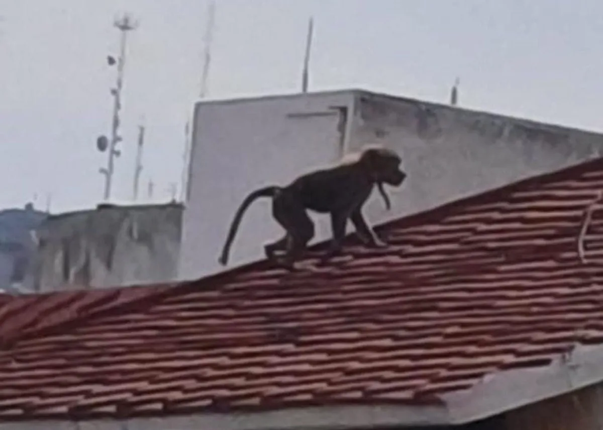 Mono babuino ronda azoteas en colonia de Pachuca y sorprende a vecinos